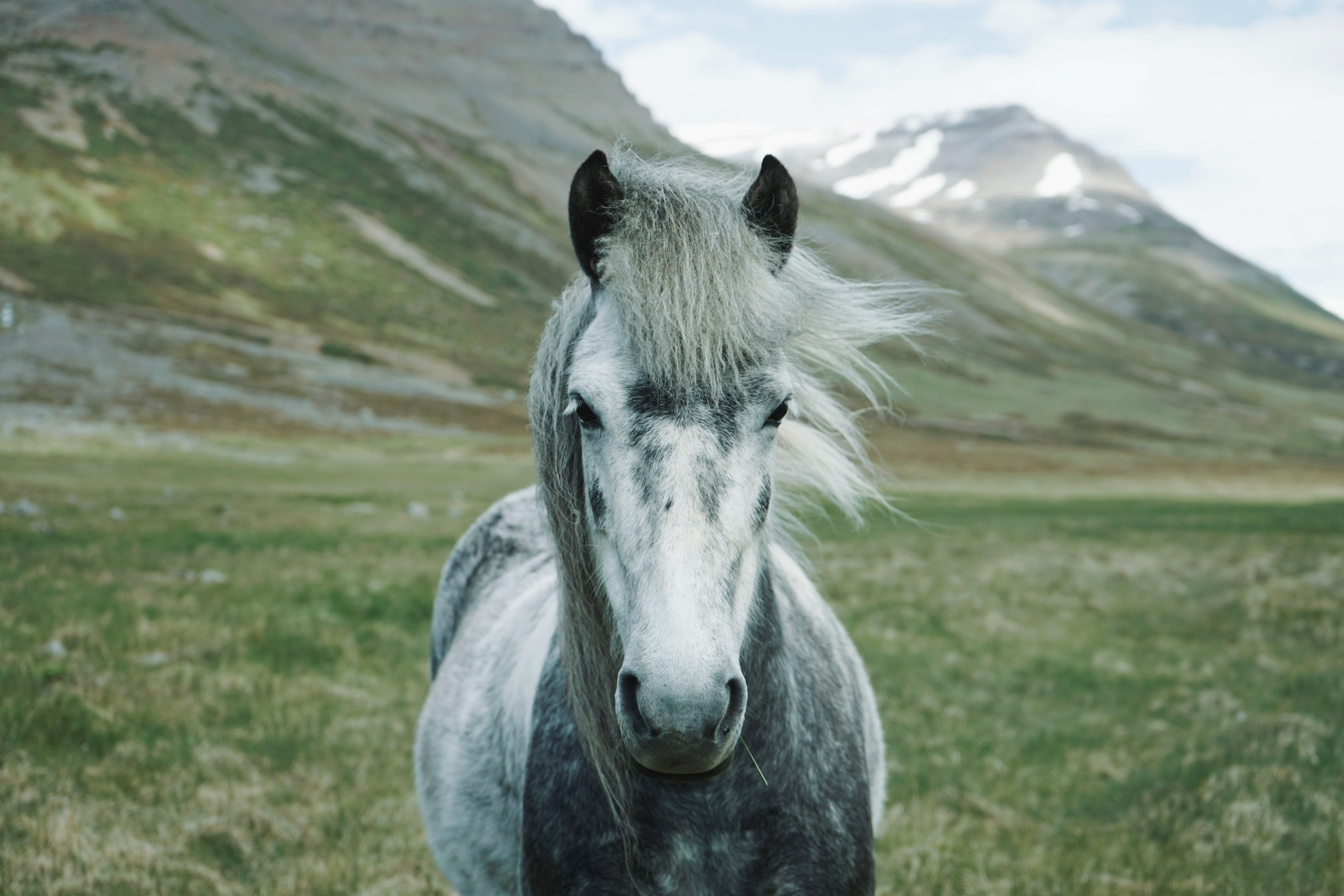 every.horse